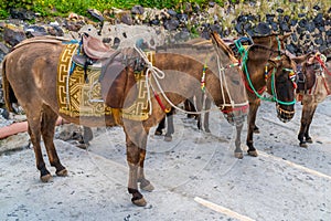 Mules in Fira, Santorini