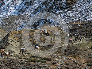 Mules is the only freight transport in the Himalayas