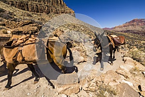 Mules on Grand Canyon Trail