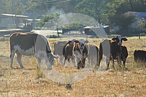Mules grazing in fields in morning sunlight