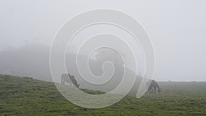 Mules grazing in a green meadow on a foggy day