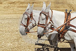 Mules harnessed for work.