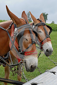 Mules hitched up
