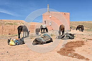 Mules in Morocco