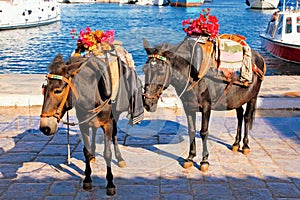 Mules at the port of Hydra island