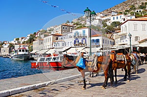 Mules at the Port of Hydra Island photo