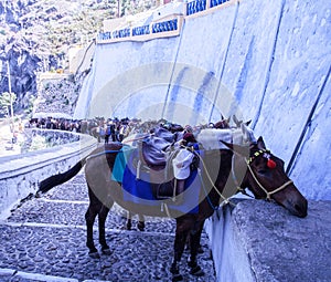 Mules saddled awaiting tourists