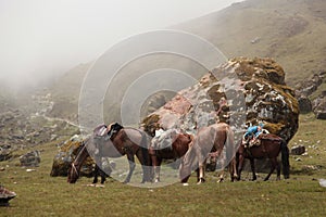 Mules on Salkantay Mountain trek