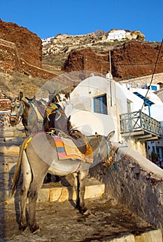 Mules waiting in Ammoudi