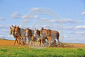 Mules Working on Amish Farm