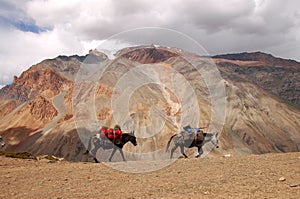 Mules in Zanskar