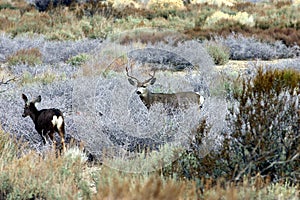 Muley deer