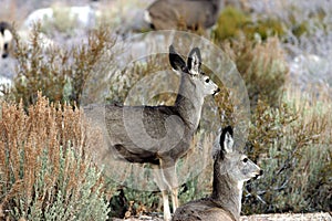 Muley deer