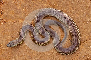 Mulga or King Brown Snake