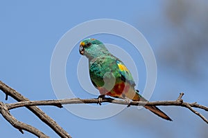 Mulga Parrot