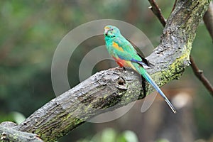 Mulga parrot