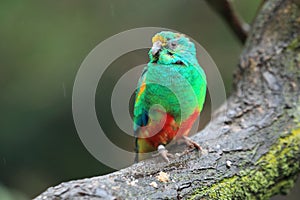 Mulga parrot