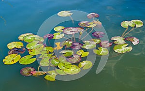 Mulicolored leaves of water lily on the lake surface