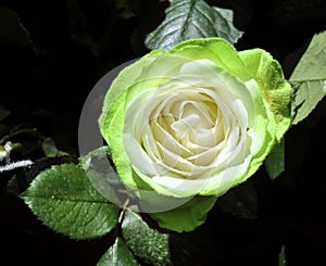 Mulit colour rose