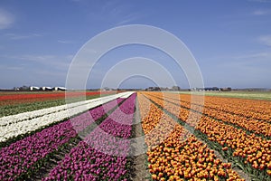 Mulitcolored dutch flower fields in spring