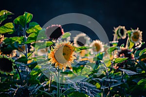 Mulitcolored Variety of Sunflowers growing in a sunflower field background with golden hour sun