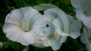 Mulitple hedge bindweed flowers close up