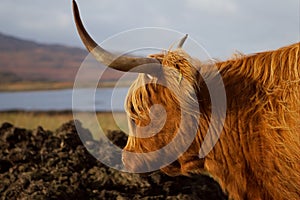 Mull Highland Cow