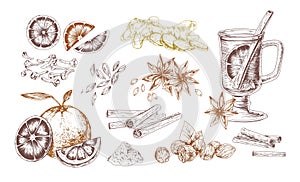 Mulled wine spices hand drawn realistic vector illustrations set. Flavoring seeds and herbs isolated elements. Winter