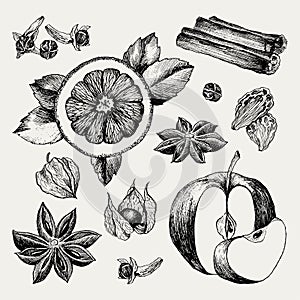 Mulled Wine and spices, orange, apple, cinnamon, carnation, anise, berry, clove, physalis. Hand drawn vector