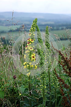 Mullein