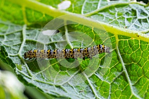 Mullein Cucullia verbasci Caterpillars feeding on garden flower leaves