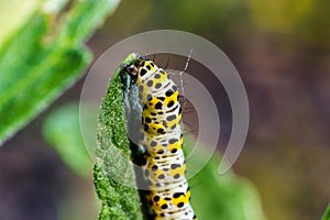 Mullein Cucullia verbasci Caterpillars feeding on garden flower leaves