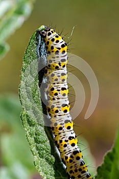 Mullein Cucullia verbasci Caterpillars feeding on garden flower leaves