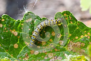 Mullein Cucullia verbasci Caterpillars feeding on garden flower leaves