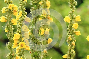 Mullein flower background