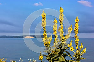 Mullein flower in bloom against blue sea at sunny day. Natural summer landscape.