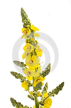 Mullein flowers