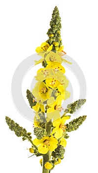 Mullein flowers