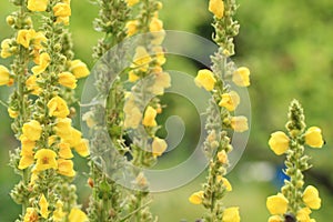 Mullein flowers background