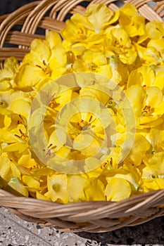 Mullein flowers in a basket