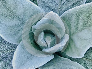 Mullein leaves with full of ice in the winter.