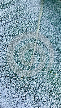 Mullein leaves with full of snowflake in the winter. Close up.