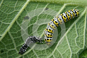 Mullein moth caterpillar