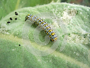 Mullein moth caterpillar