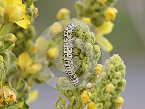 Mullein moth caterpillar, Cucullia verbasci