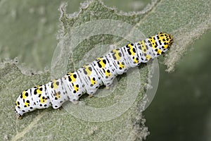 Mullein Moth Caterpillar Cucullia verbasci feeding on a Mullein Plant Verbascum thapsus