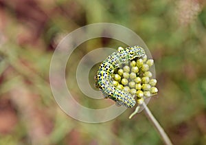 Mullein moth caterpillar , Cucullia verbasci larvae