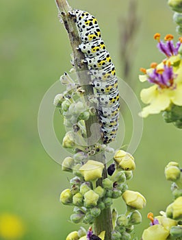 Mullein Moth Caterpiller