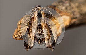 The mullein moth Cucullia verbasci dorsal view