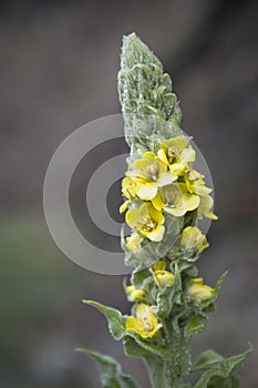 Mullein plant with yellow flowers